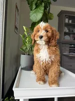 Guss, a male Cavapoo for sale in Lagrange, IN – Photo 1 of 4