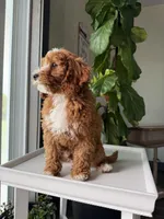 Guss, a male Cavapoo for sale in Lagrange, IN – Photo 3 of 4