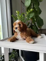 Guss, a male Cavapoo for sale in Lagrange, IN – Photo 2 of 4