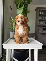 Guss, a male Cavapoo for sale in Lagrange, IN – Photo 4 of 4