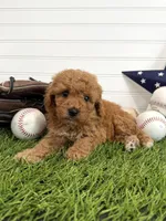 Homer, a male Cavapoo for sale in Lagrange, IN – 4 of 6