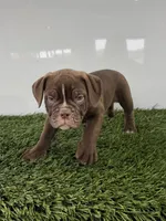 Charlie, a male Olde English Bulldogge for sale in Lagrange, IN – 2 of 5