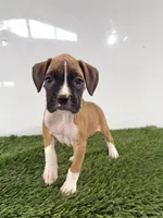 Maci, a female Boxer for sale in Lagrange, IN – 2 of 5