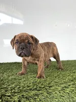 Bubba, a female Olde English Bulldogge for sale in Lagrange, IN – 2 of 6