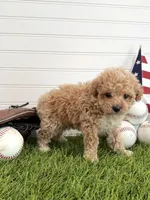 Slugger, a male Cavapoo for sale in Lagrange, IN – 3 of 7