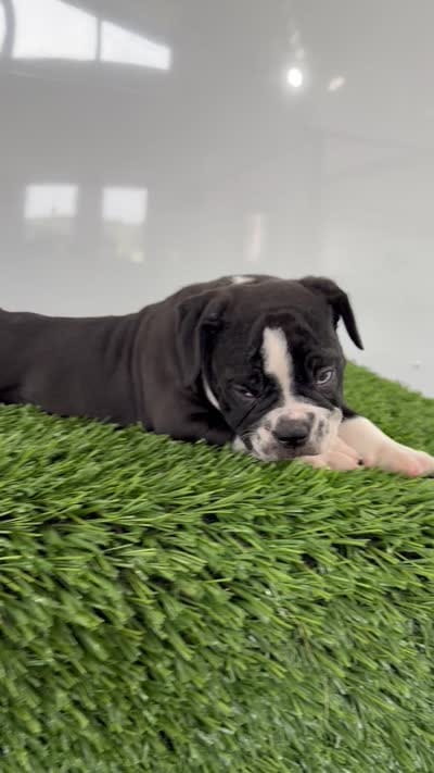 Bentley , a male Olde English Bulldogge for sale in Lagrange, IN – 5 of 5