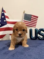 Sparkler, a male Cavapoo for sale in Lagrange, IN – 2 of 5