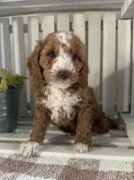 Ace, a male Cavapoo for sale in Lagrange, IN – Photo 2 of 7