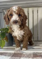Ace, a male Cavapoo for sale in Lagrange, IN – Photo 1 of 7