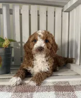 Ace, a male Cavapoo for sale in Lagrange, IN – Photo 4 of 7