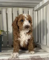 Ace, a male Cavapoo for sale in Lagrange, IN – Photo 3 of 7