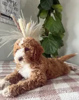 F1b Ace, a male Cavapoo for sale in Lagrange, IN – Photo 6 of 8