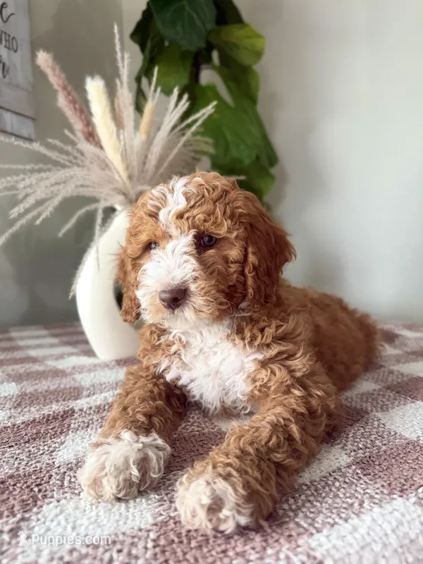 F1b Ace – Cavapoo puppy for sale in Lagrange, IN