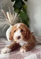 F1b Ace, a male Cavapoo for sale in Lagrange, IN – Photo 4 of 8