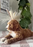 F1b Ace, a male Cavapoo for sale in Lagrange, IN – Photo 5 of 8