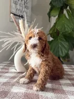 F1b Ace, a male Cavapoo for sale in Lagrange, IN – Photo 3 of 8