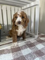 Ace, a male Cavapoo for sale in Lagrange, IN – Photo 5 of 7