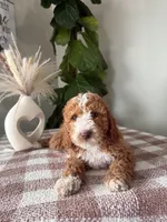 F1b Ace, a male Cavapoo for sale in Lagrange, IN – Photo 7 of 8