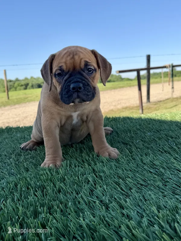 Molly – Olde English Bulldogge puppy for sale in Lagrange, IN