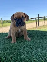 Molly, a female Olde English Bulldogge for sale in Lagrange, IN – 1 of 5