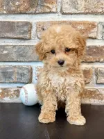 Slugger Toy F1, a male Cavapoo for sale in Lagrange, IN – 2 of 7