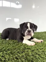 Bentley , a male Olde English Bulldogge for sale in Lagrange, IN – 4 of 5