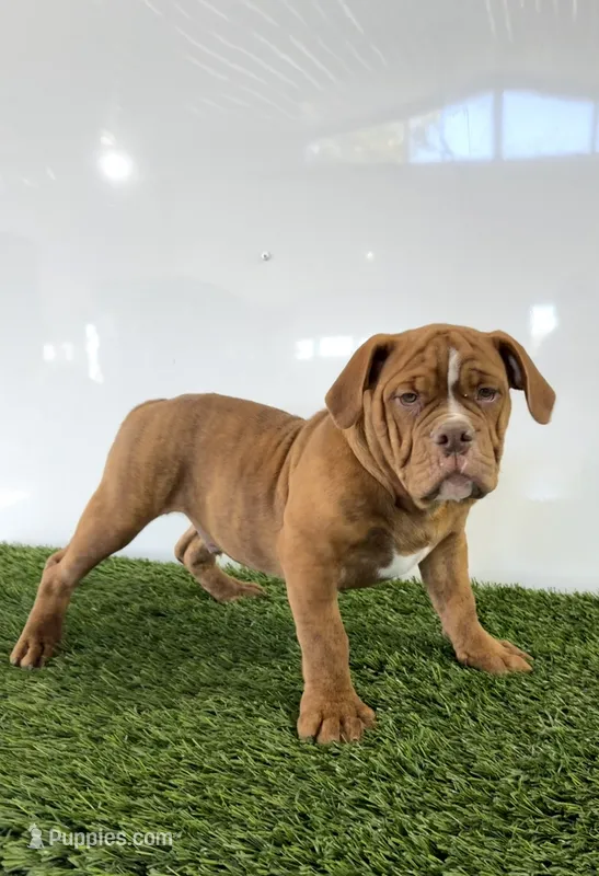 Nate – Olde English Bulldogge puppy for sale in Lagrange, IN
