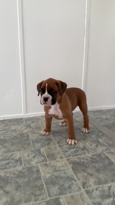 Myra , a female Boxer for sale in Lagrange, IN – 5 of 5