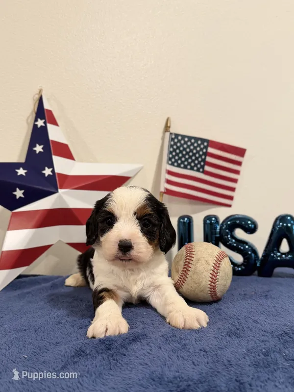 Yankee – Cavapoo puppy for sale in Lagrange, IN