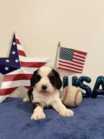 Yankee, a male Cavapoo for sale in Lagrange, IN – 1 of 7