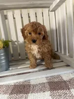 Mini Oscar , a male Cavapoo for sale in Lagrange, IN – Photo 3 of 6