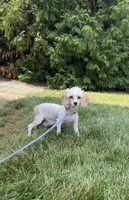 Mini Oscar , a male Cavapoo for sale in Lagrange, IN – Photo 6 of 6