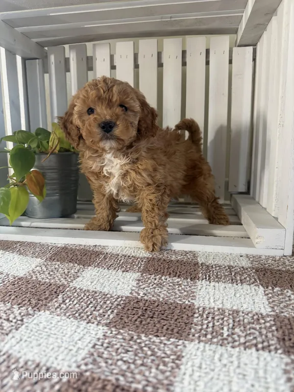 Mini Oscar  – Cavapoo puppy for sale in Lagrange, IN