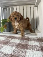 Mini Oscar , a male Cavapoo for sale in Lagrange, IN – Photo 1 of 6