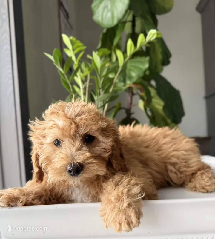 F1b Mini Oscar  – Cavapoo puppy for sale in Lagrange, IN