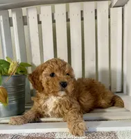 Mini Oscar , a male Cavapoo for sale in Lagrange, IN – Photo 4 of 6