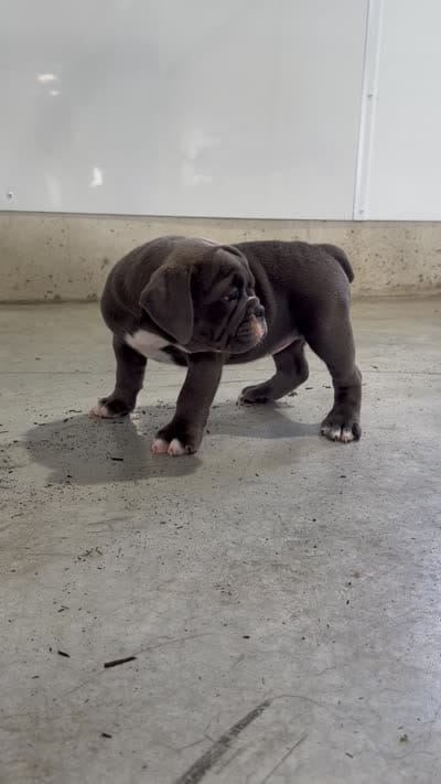 Lara, a female Olde English Bulldogge for sale in Lagrange, IN – 5 of 5