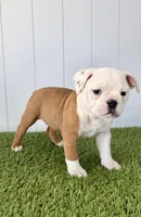 Maizley, a female Olde English Bulldogge for sale in Lagrange, IN – Photo 4 of 4