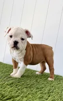 Maizley, a female Olde English Bulldogge for sale in Lagrange, IN – Photo 2 of 4