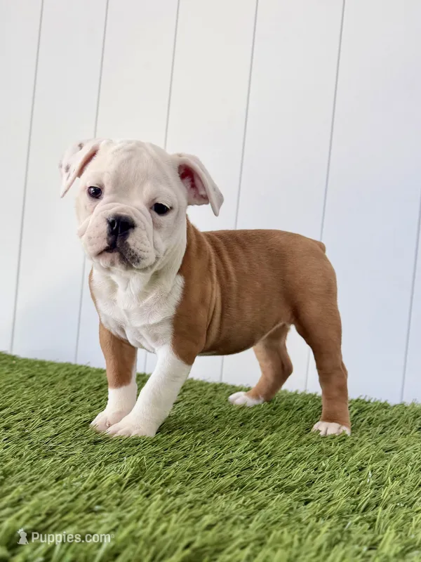 Maizley – Olde English Bulldogge puppy for sale in Lagrange, IN