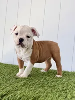 Maizley, a female Olde English Bulldogge for sale in Lagrange, IN – Photo 1 of 4