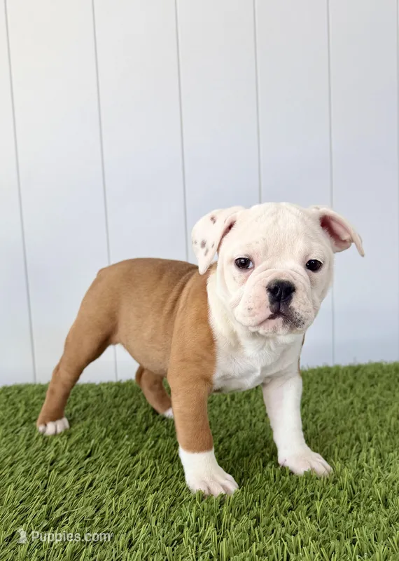 Maizley – Olde English Bulldogge puppy for sale in Lagrange, IN