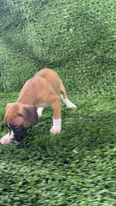 Maci, a female Boxer for sale in Lagrange, IN – 5 of 5