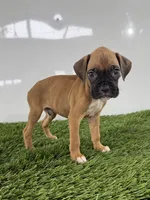 Mac, a male Boxer for sale in Lagrange, IN – 4 of 5