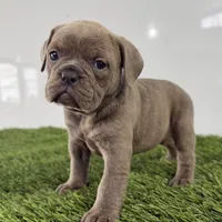 Teela, a female Olde English Bulldogge for sale in Lagrange, IN – Photo 3 of 4