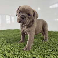Teela, a female Olde English Bulldogge for sale in Lagrange, IN – Photo 1 of 4