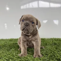 Teela, a female Olde English Bulldogge for sale in Lagrange, IN – Photo 2 of 4