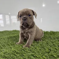 Teela, a female Olde English Bulldogge for sale in Lagrange, IN – Photo 4 of 4