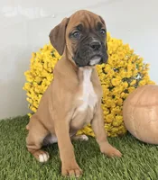 Jeni, a female Boxer for sale in Lagrange, IN – Photo 2 of 4