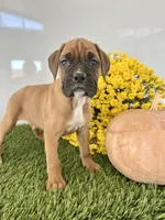 Jeni, a female Boxer for sale in Lagrange, IN – Photo 3 of 4